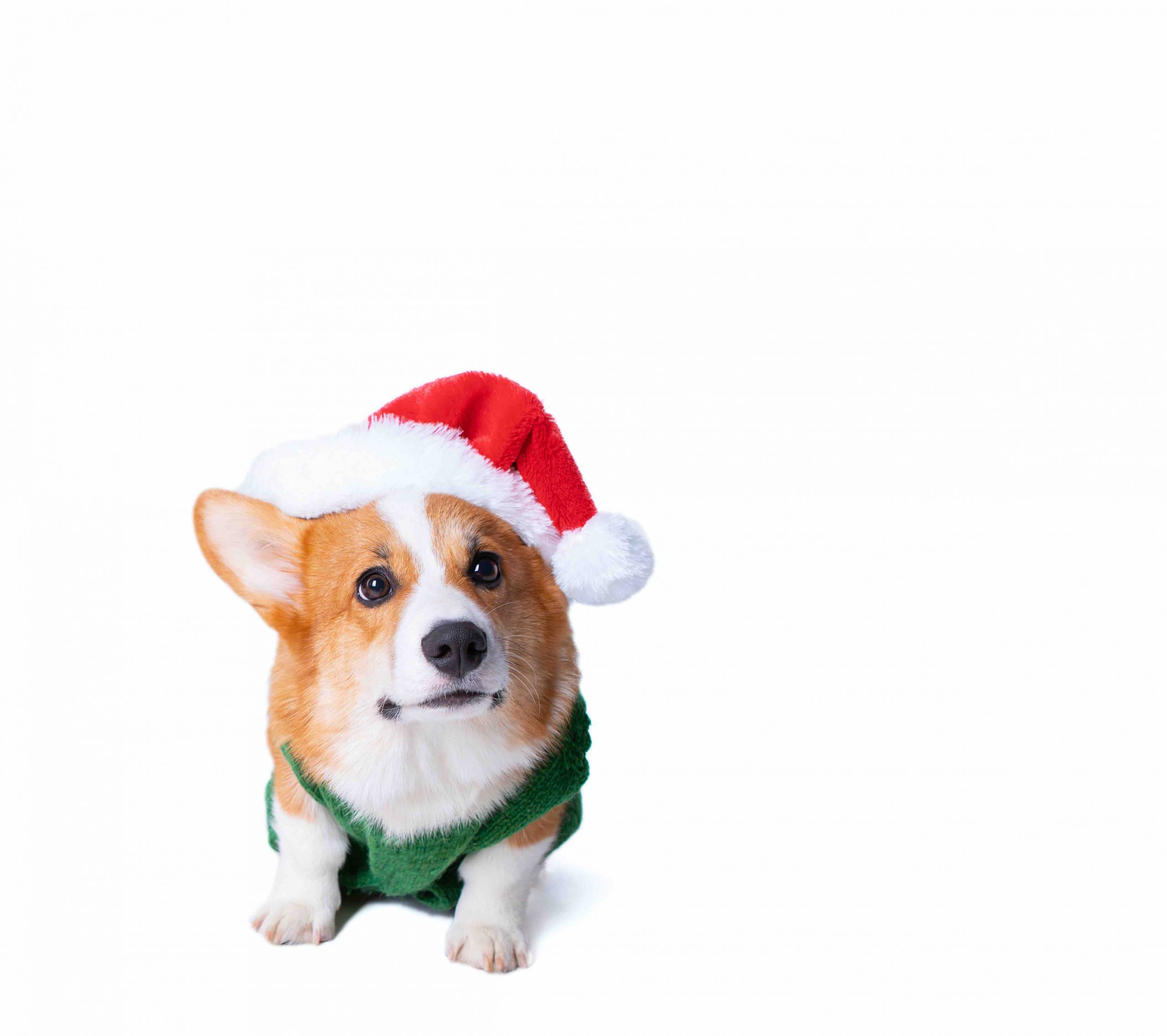 Portrait of the little funny puppy corgi in red santa claus cap, standing in studio isolated on white background